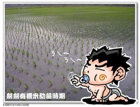 rice_grow