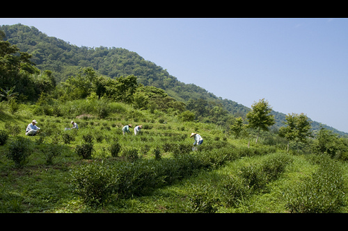 新竹縣峨眉鄉-東方美人茶-茶園