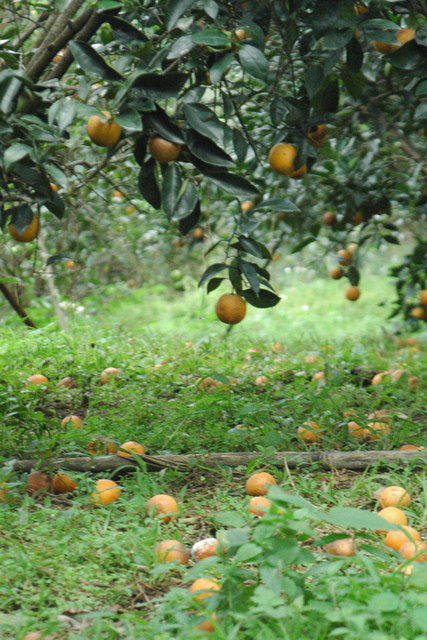 大王菜舖子