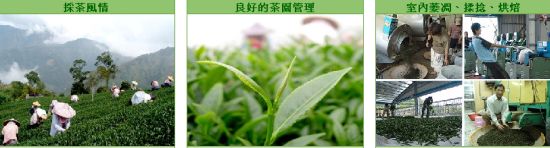 阿里山茶-319鄉台灣茶